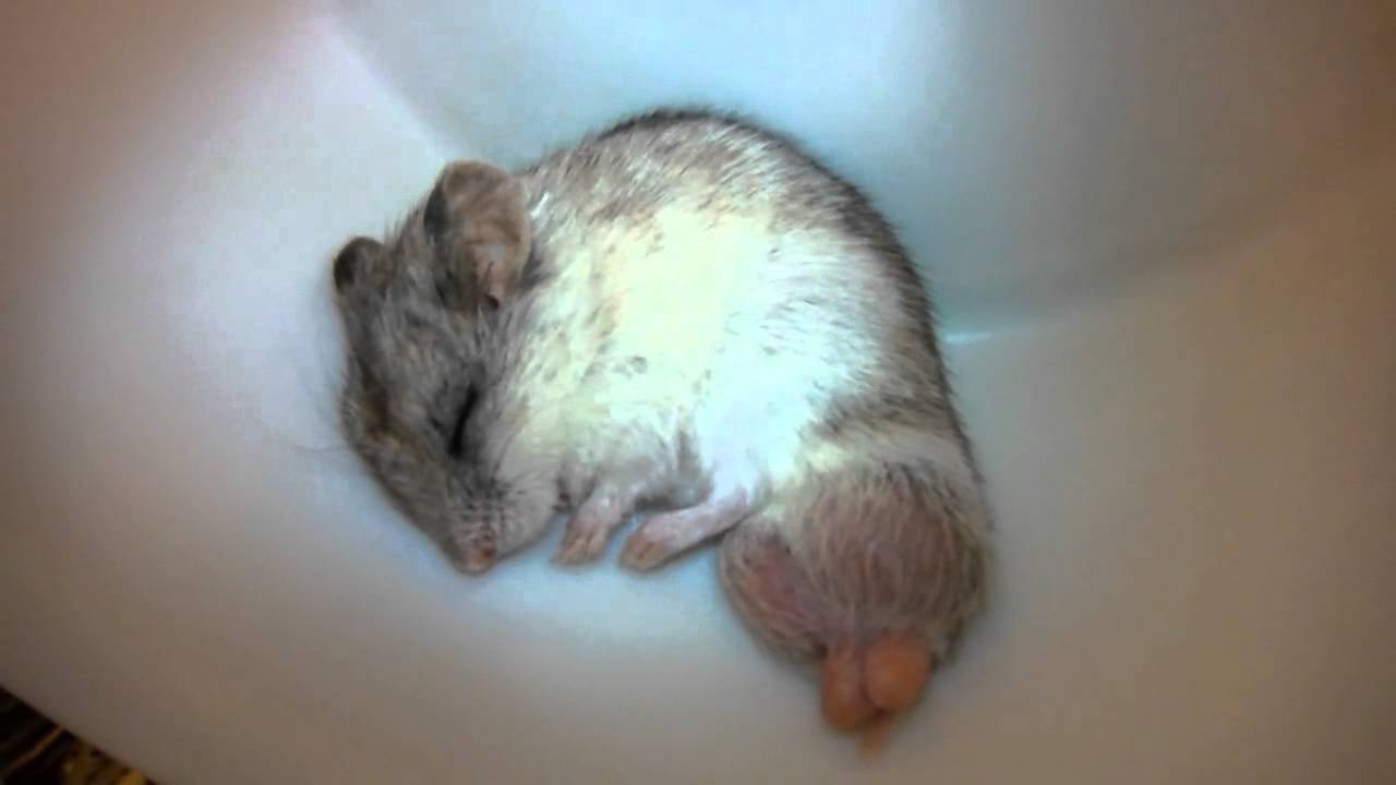 dwarf maturity Chinese hamsters sexual