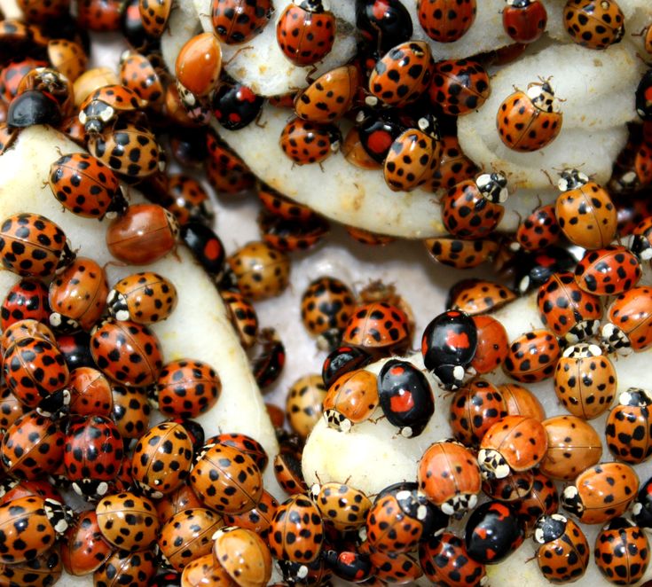 lady beetle food Asian