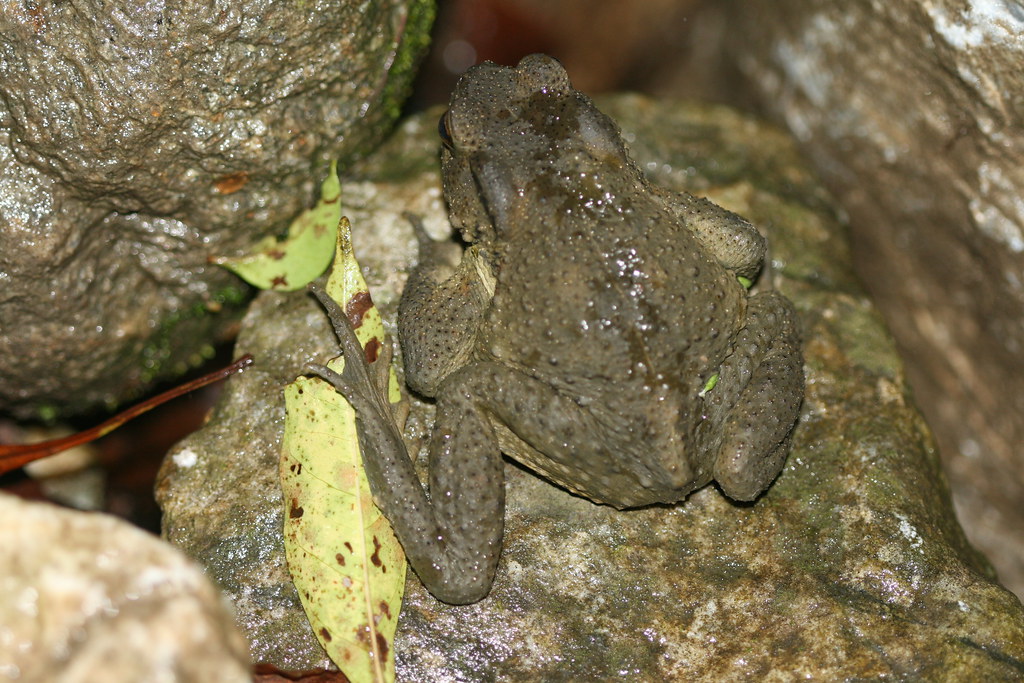 toad spined Asian black