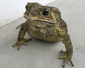 toad spined Asian black