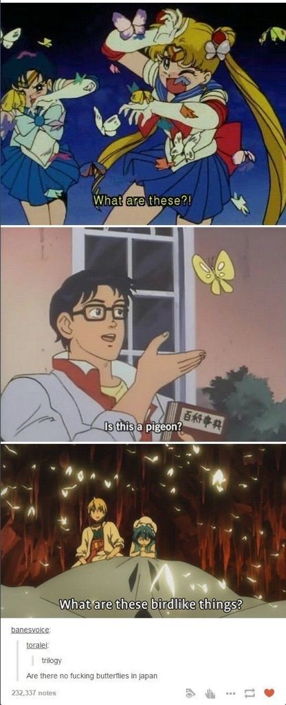 Are there no butterflies in japan