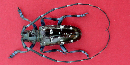 horned beetle damage Asian long