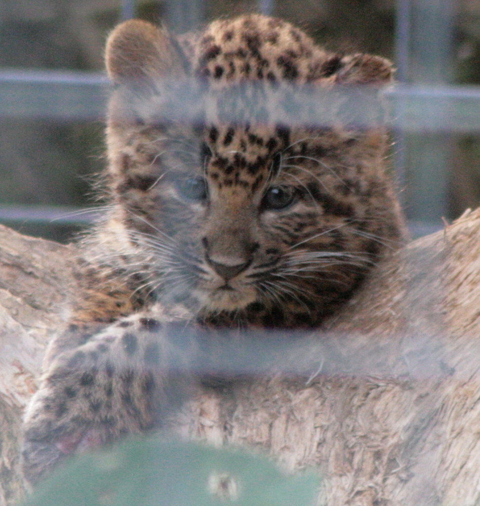 sale cubs Asian leopard for