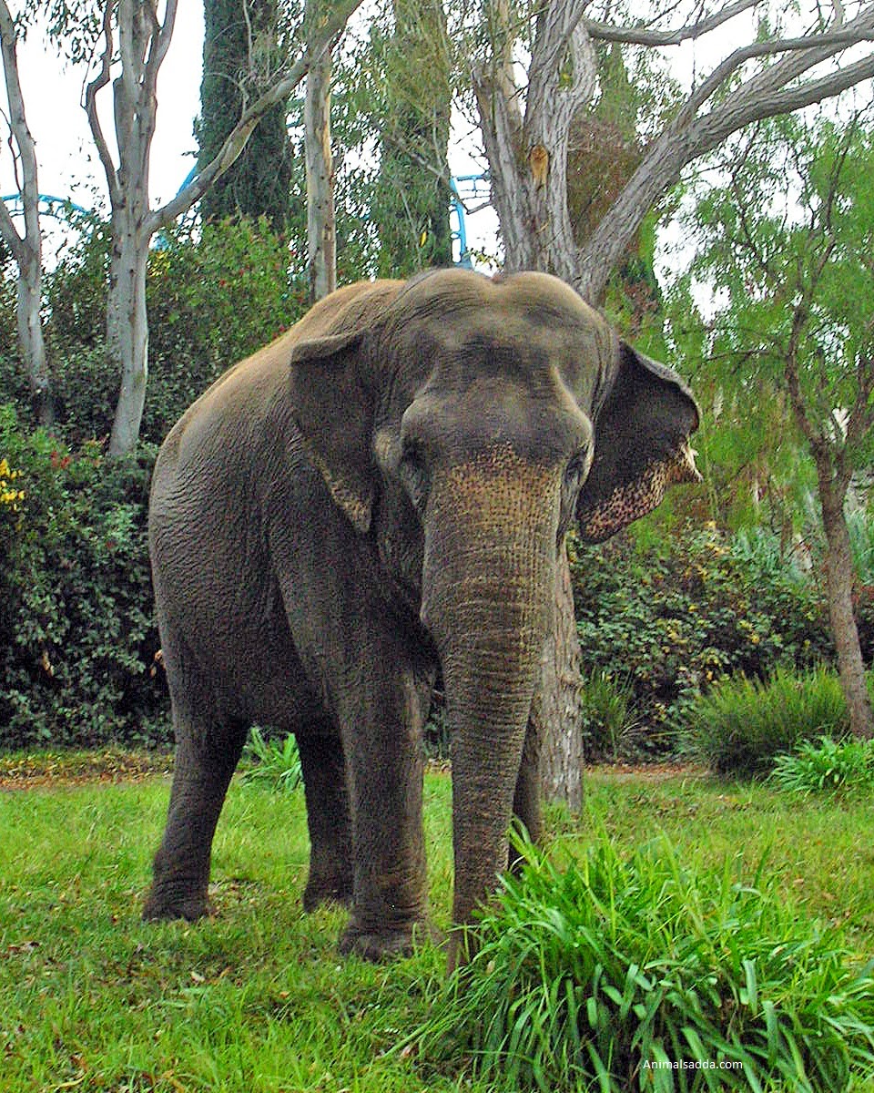 of elephant Photos asian