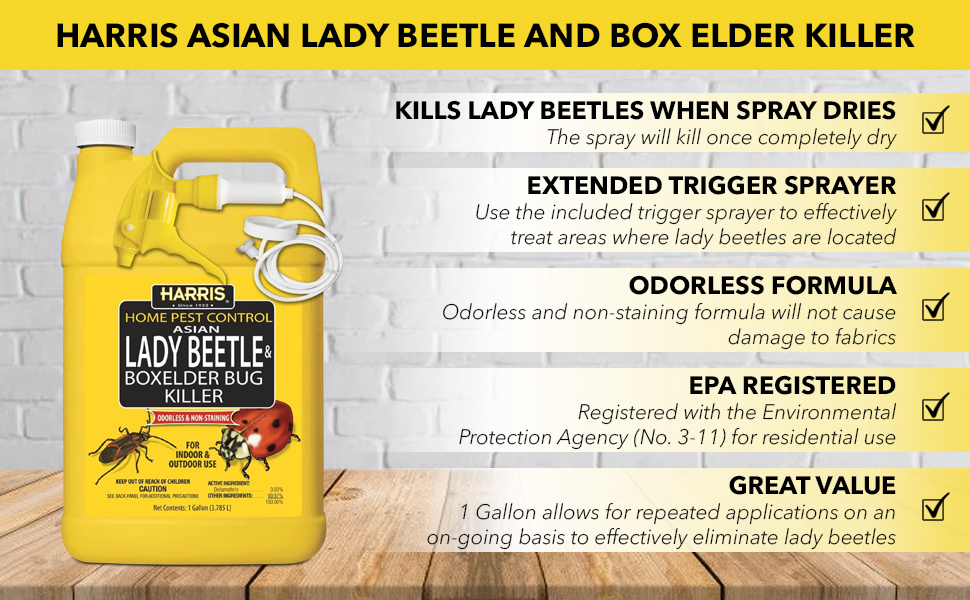 lady Residual cypermethrin beetles asian