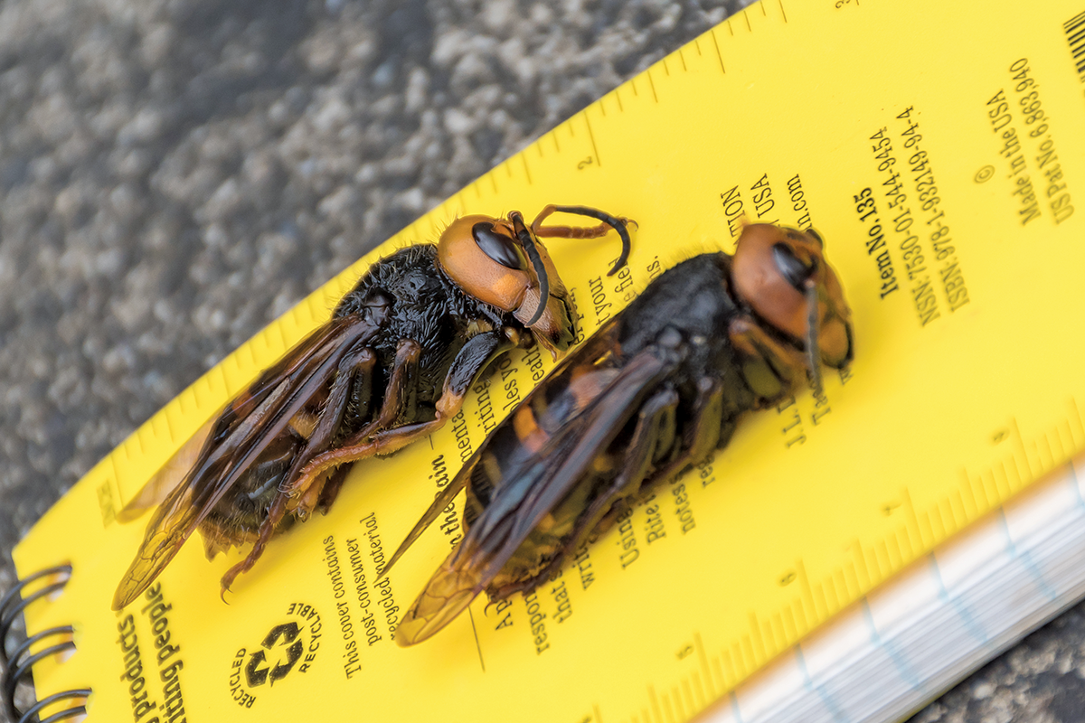 sale for giant Asian hornets