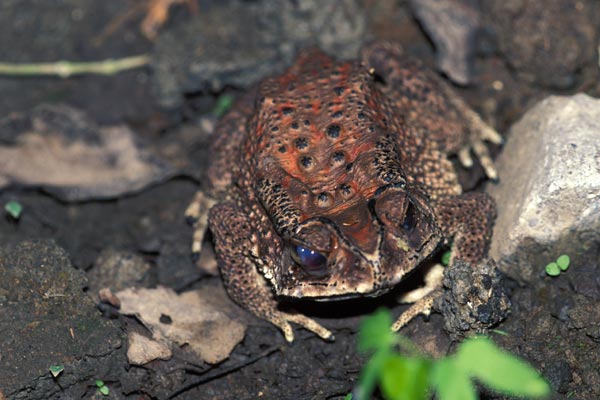 toad spined Asian black