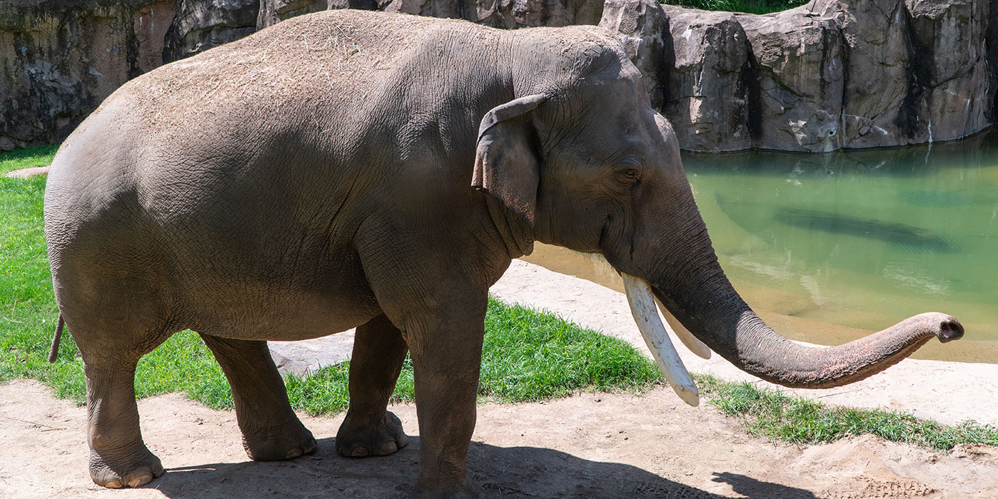 of elephant Photos asian