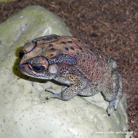 toad spined Asian black