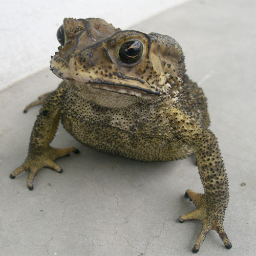 Asian black spined toad