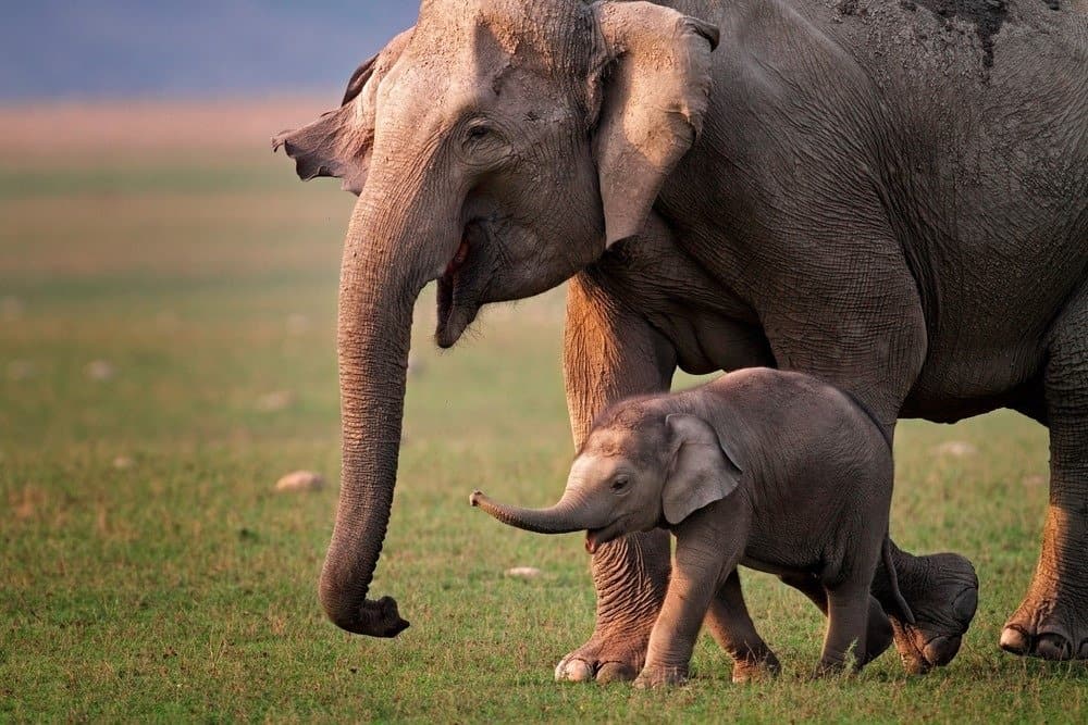 of elephant Photos asian