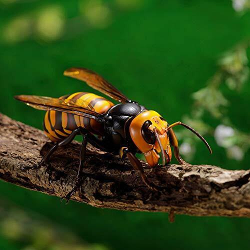 sale for giant Asian hornets