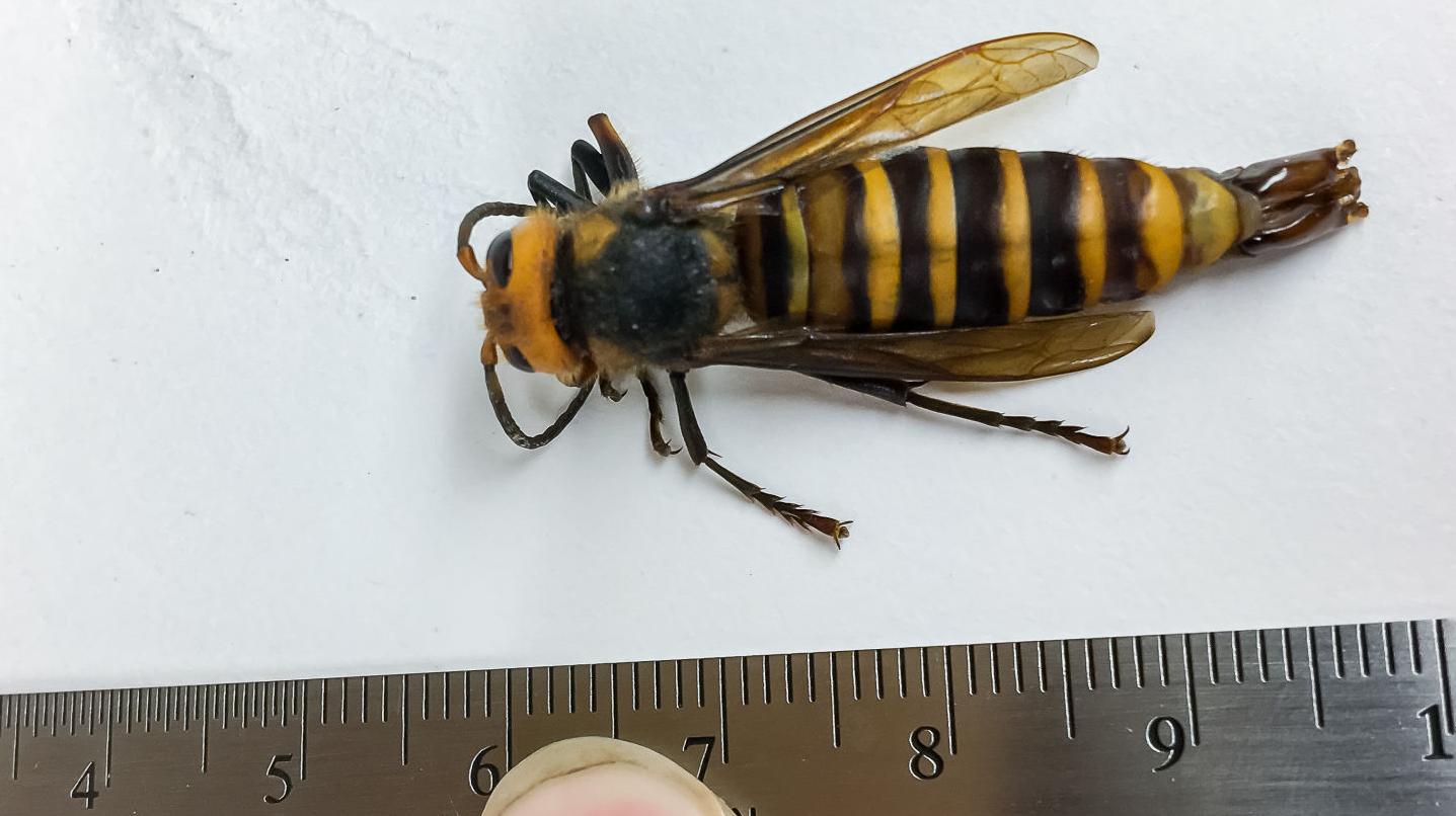 sale for giant Asian hornets