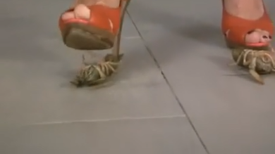 japan insect Crushing fetish