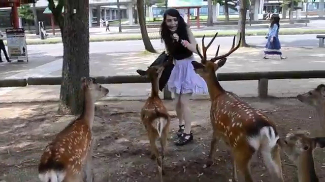 japan Girls of nara