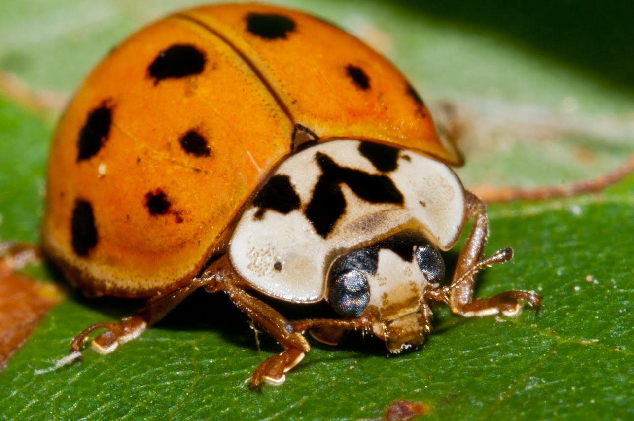 lady bug allergy Asian