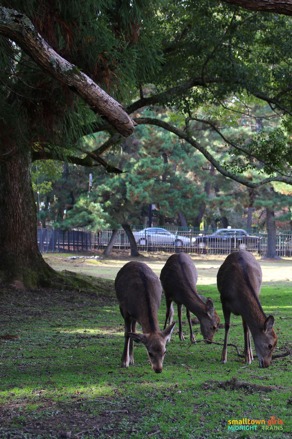 japan Girls of nara