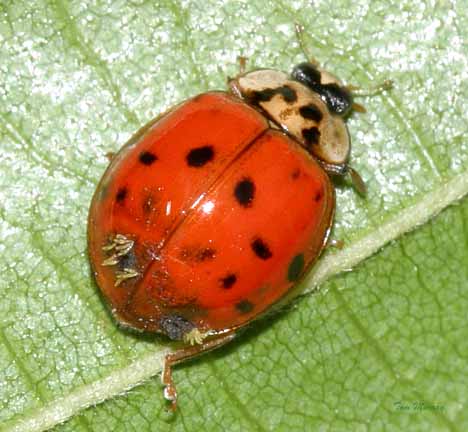 lady Residual cypermethrin beetles asian